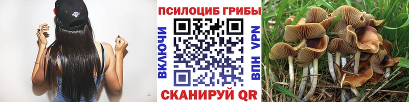 Псилоцибиновые грибы Cubensis  Туапсе 